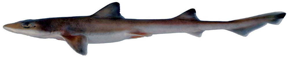 Mustelus punctulatus_02243.jpg